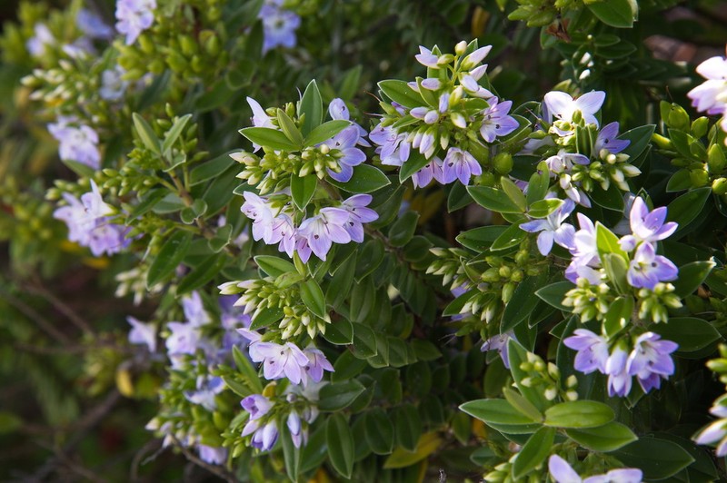 Veronica elliptica photo 3