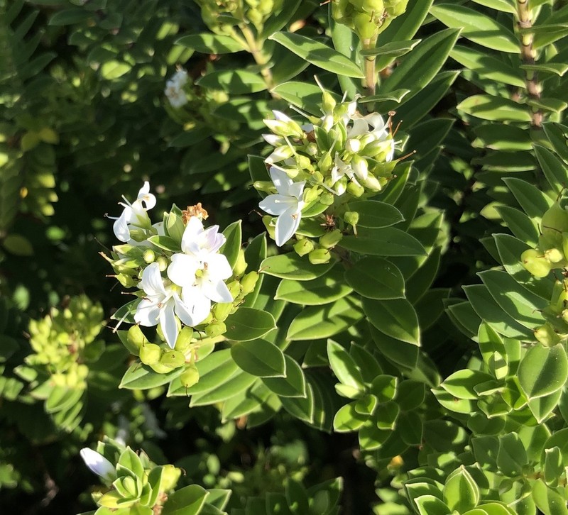 Veronica elliptica photo 7