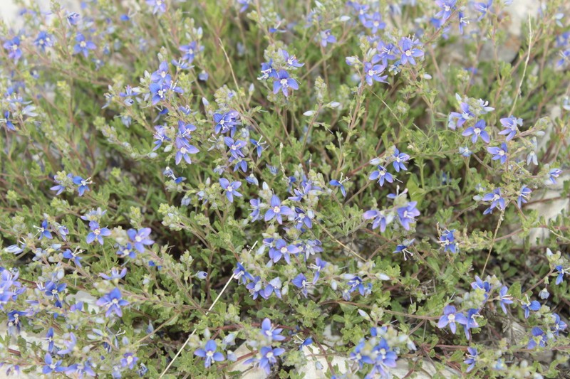 Veronica elmaliensis