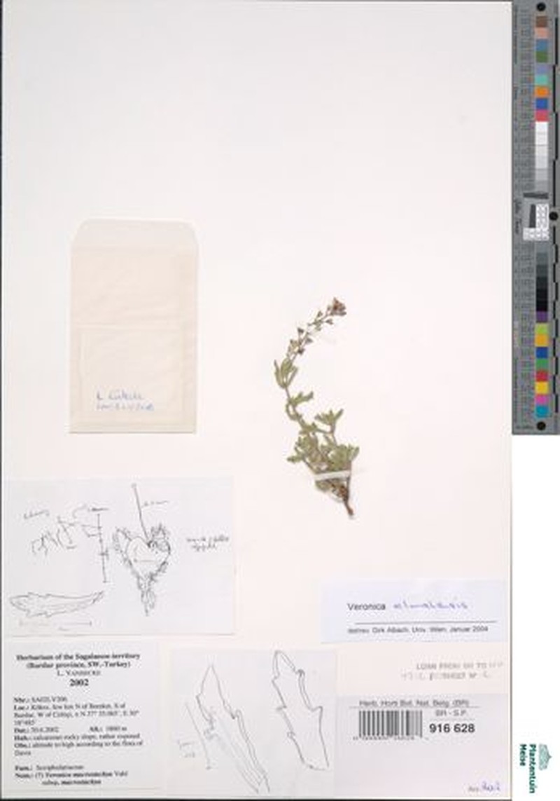 Veronica elmaliensis photo 2