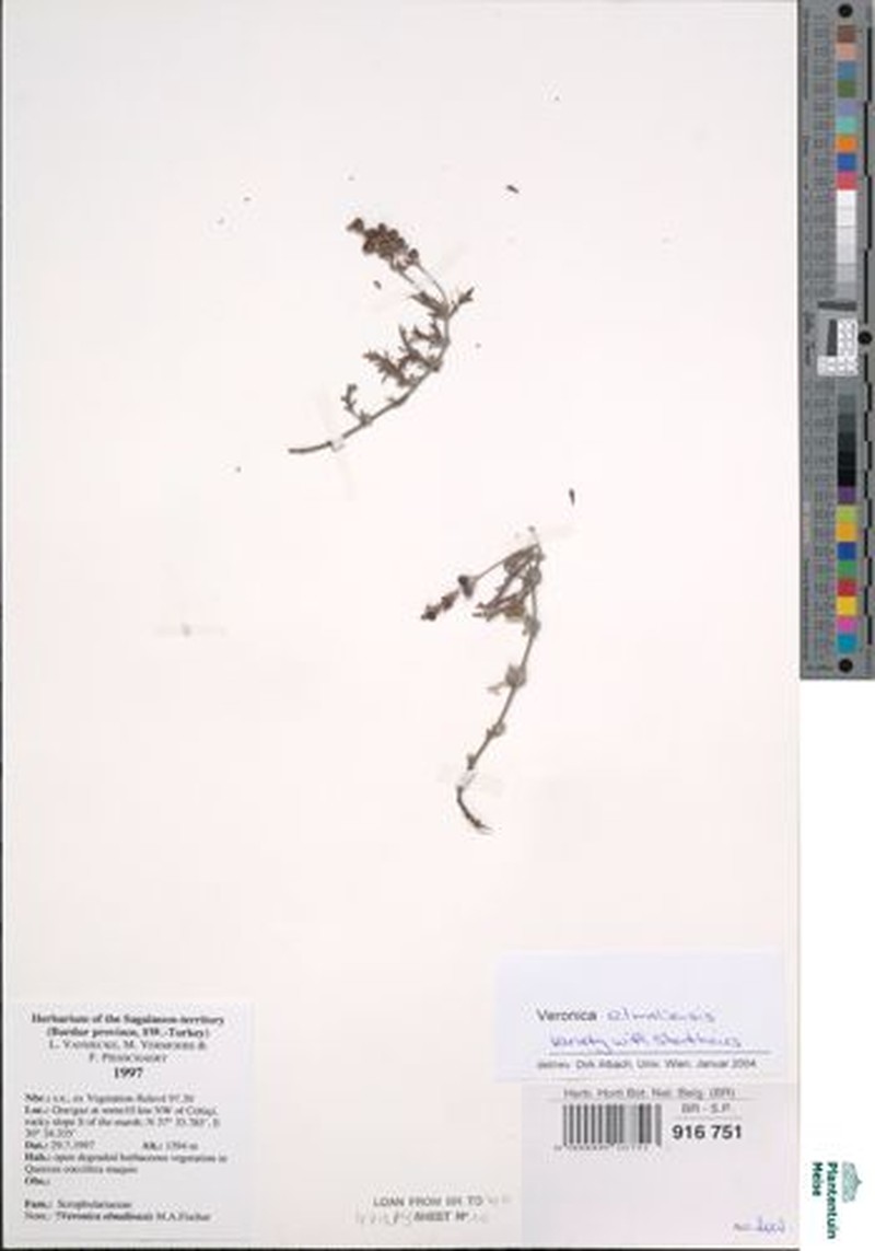 Veronica elmaliensis photo 3