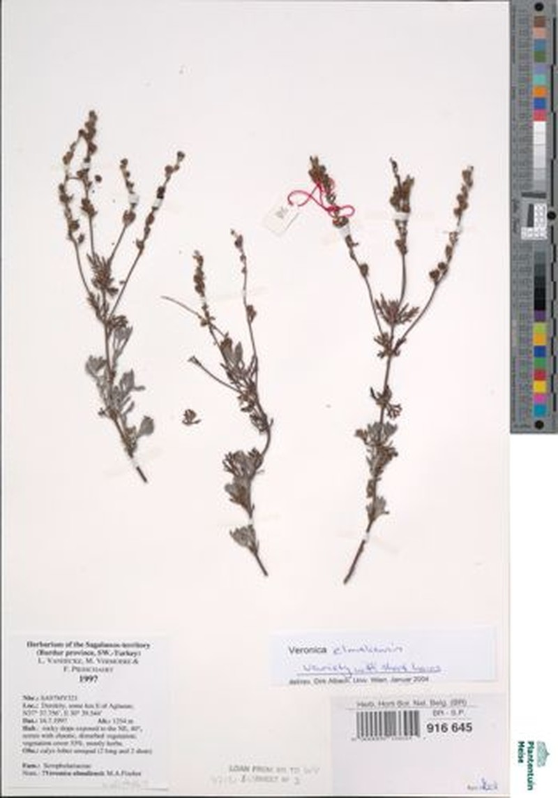 Veronica elmaliensis photo 4