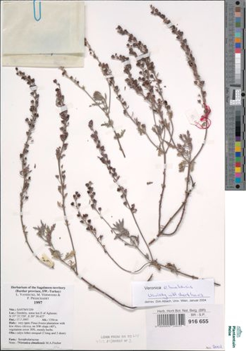 Veronica elmaliensis photo 5