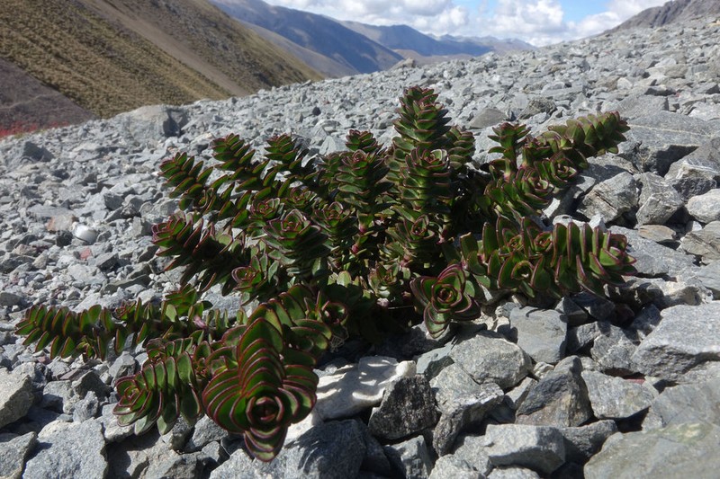 Veronica epacridea