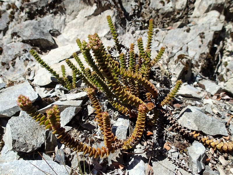 Veronica epacridea photo 2
