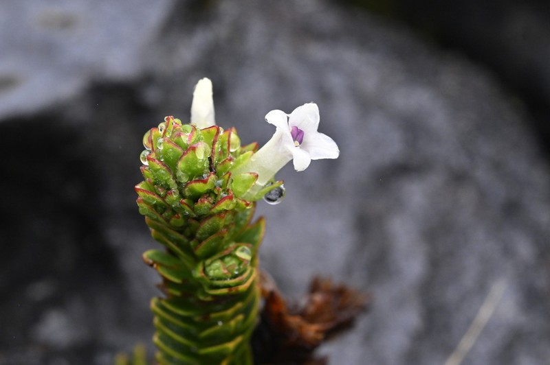 Veronica epacridea photo 4