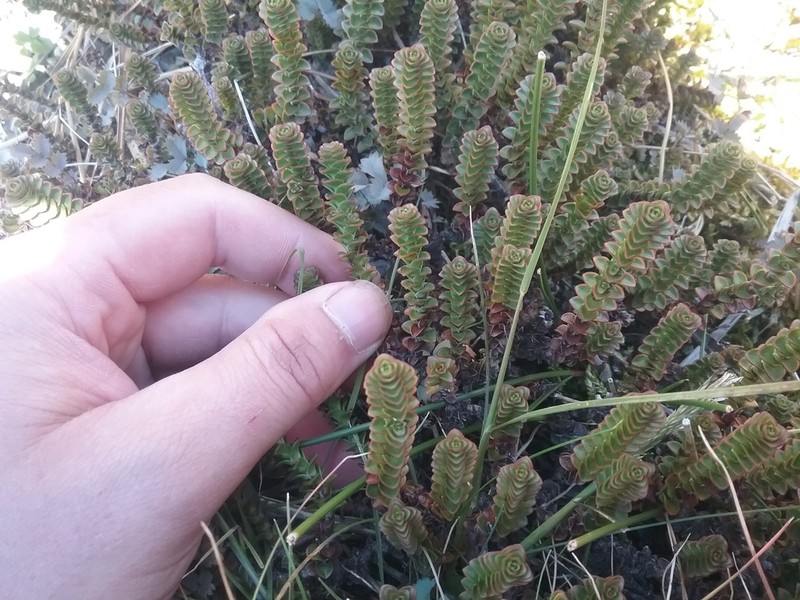Veronica epacridea photo 5