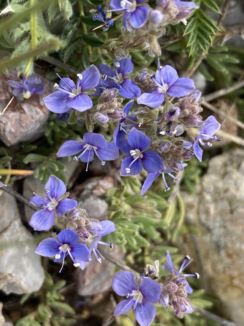 Veronica erinoides