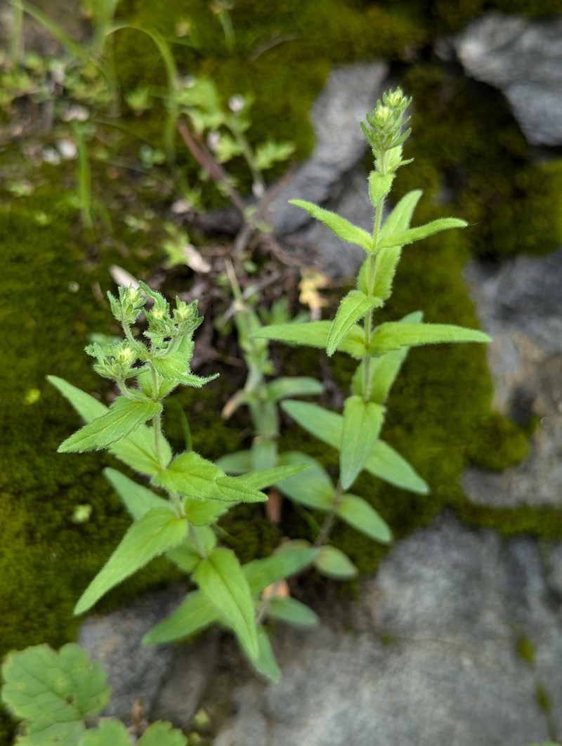 Veronica eriogyne