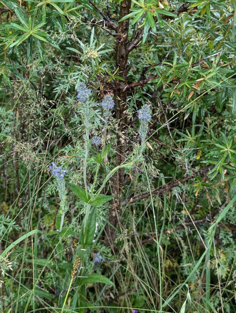 Veronica eriogyne photo 2