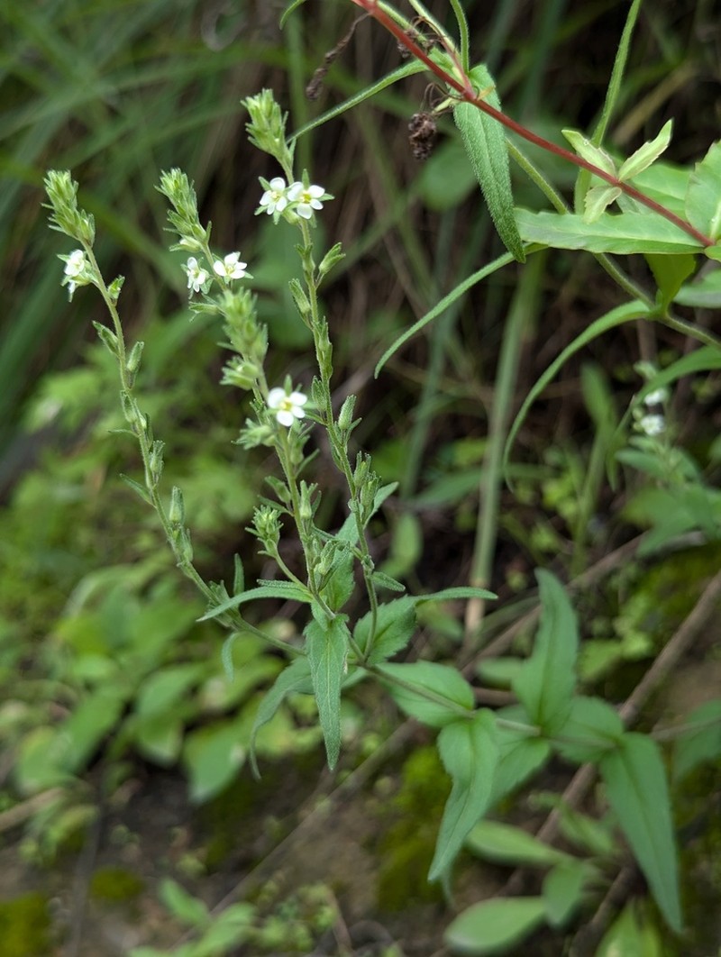 Veronica eriogyne photo 3
