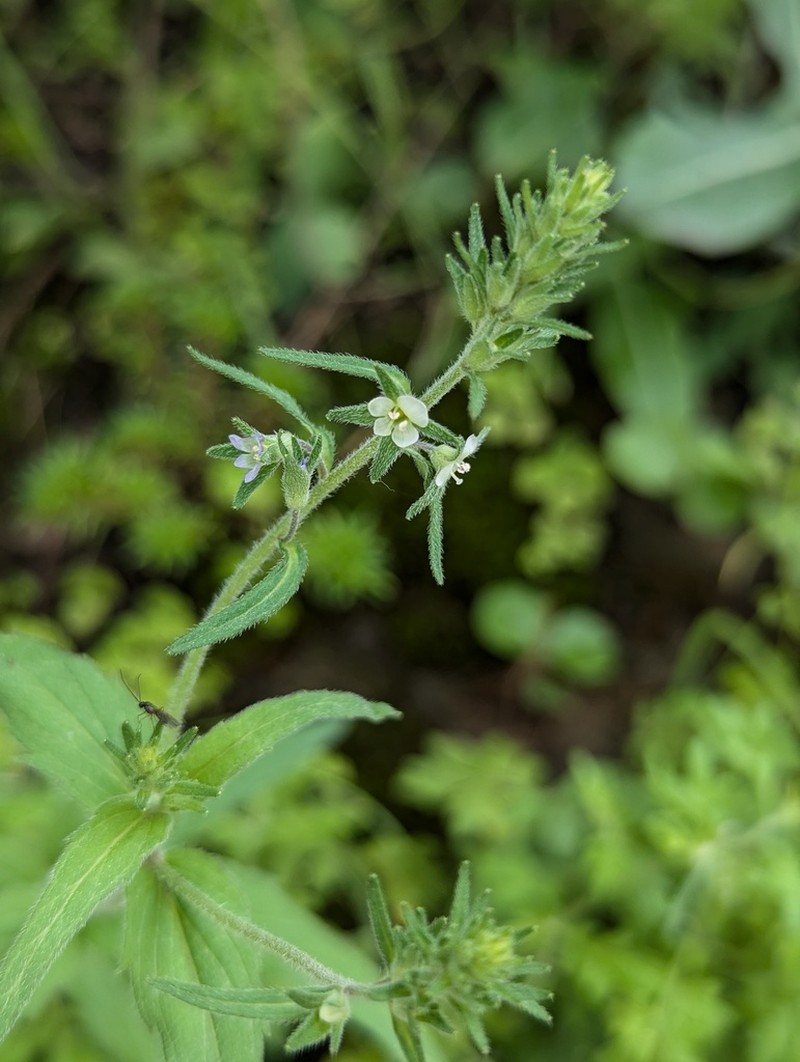 Veronica eriogyne photo 4