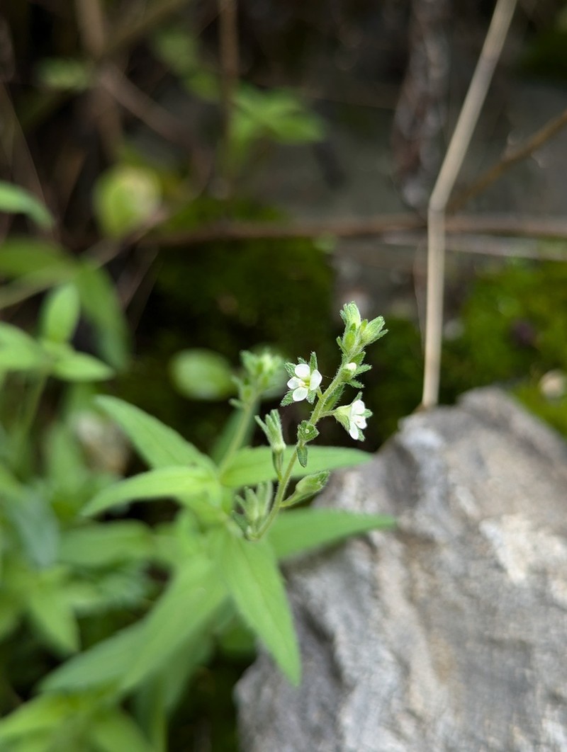 Veronica eriogyne photo 5