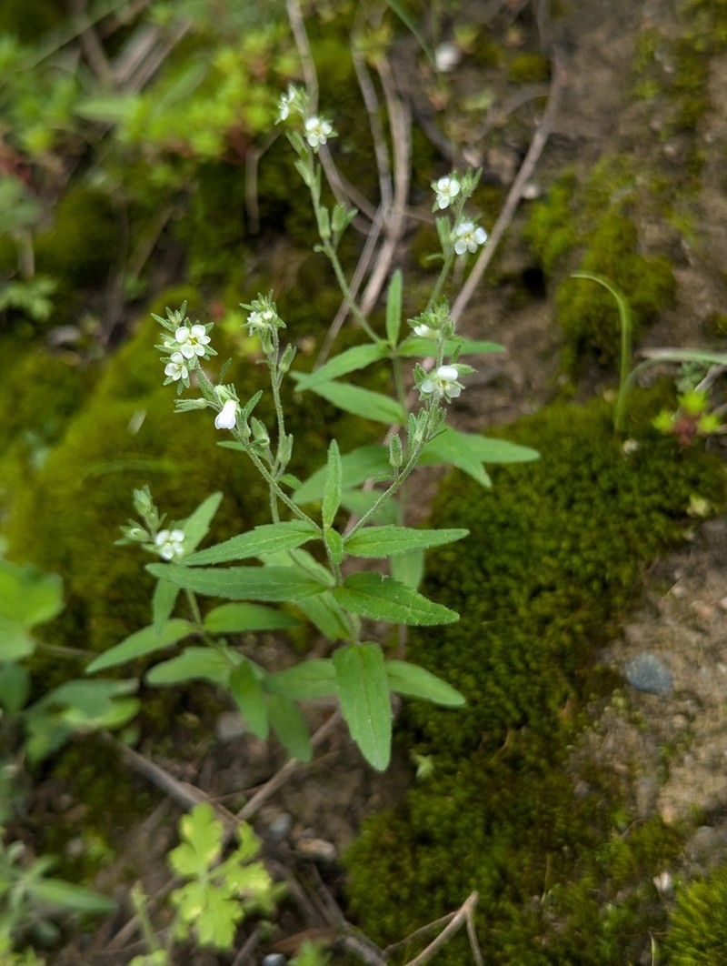 Veronica eriogyne photo 6