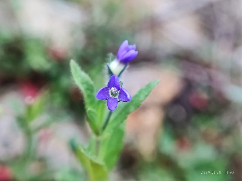 Veronica eriogyne photo 7