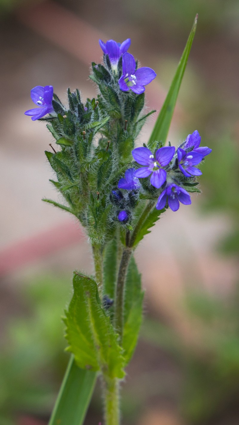 Veronica eriogyne photo 8