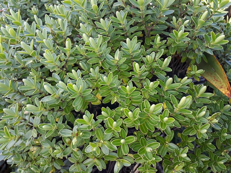 Veronica evenosa