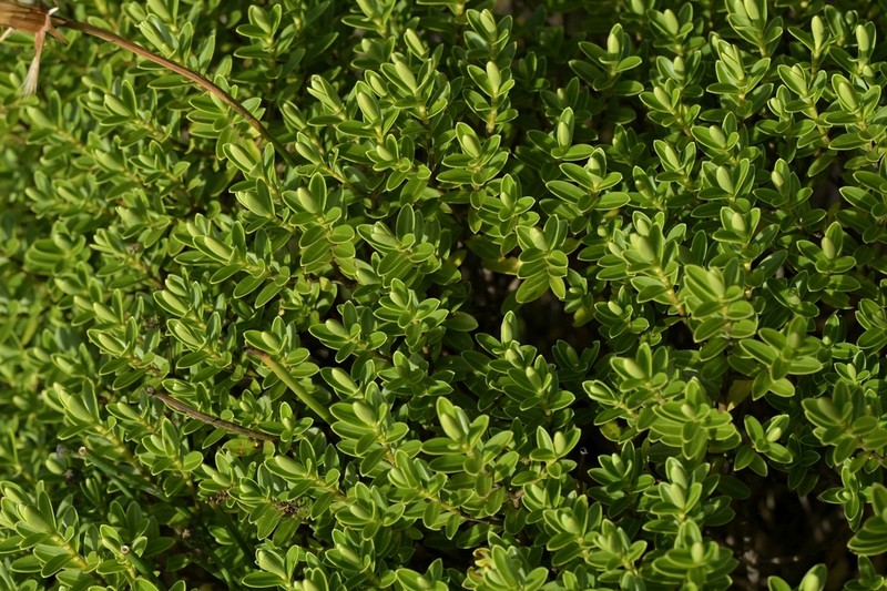 Veronica evenosa photo 2
