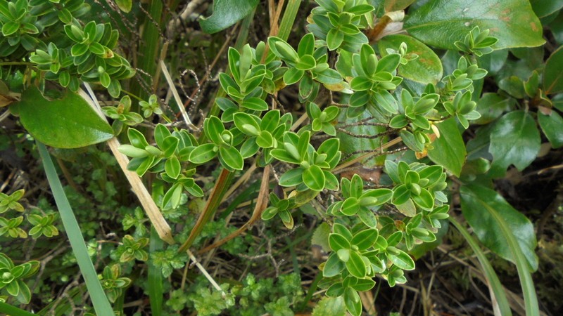 Veronica evenosa photo 4