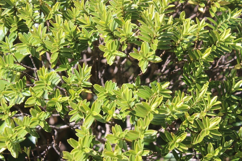Veronica evenosa photo 5