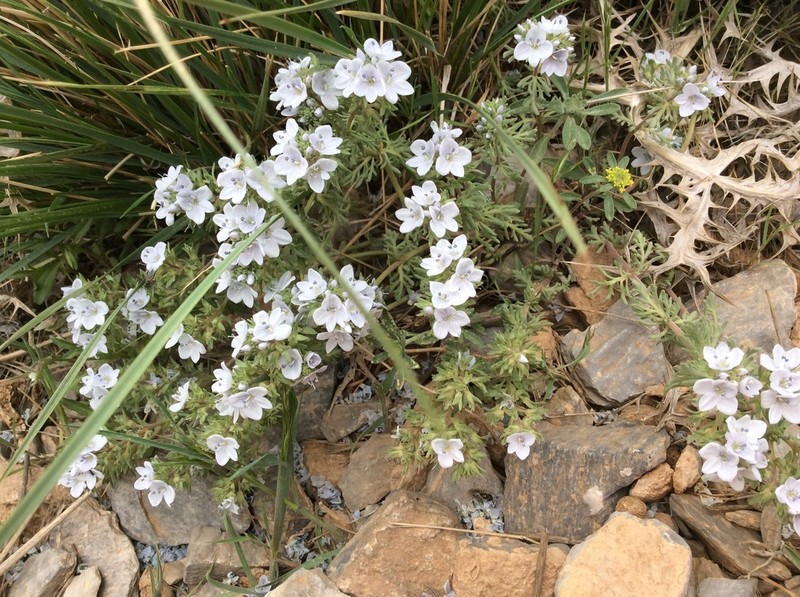Veronica farinosa