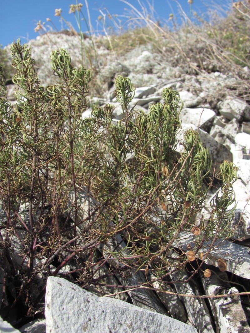 Veronica filifolia