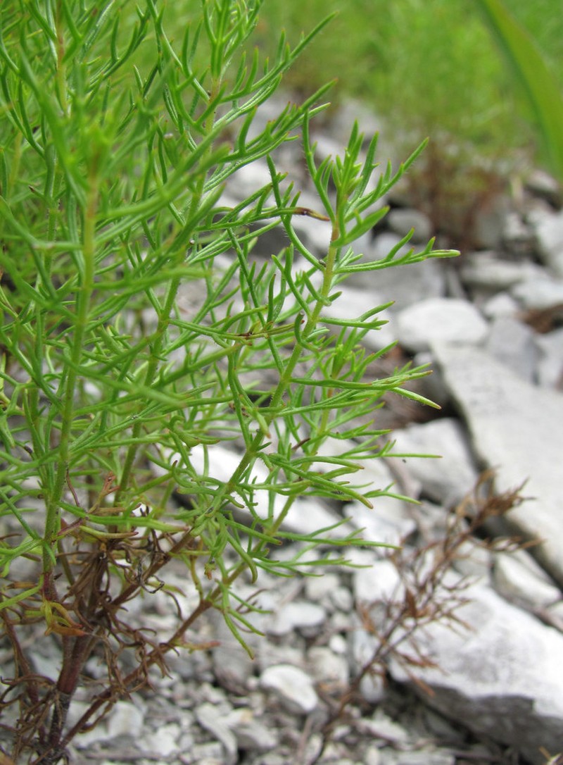 Veronica filifolia photo 2