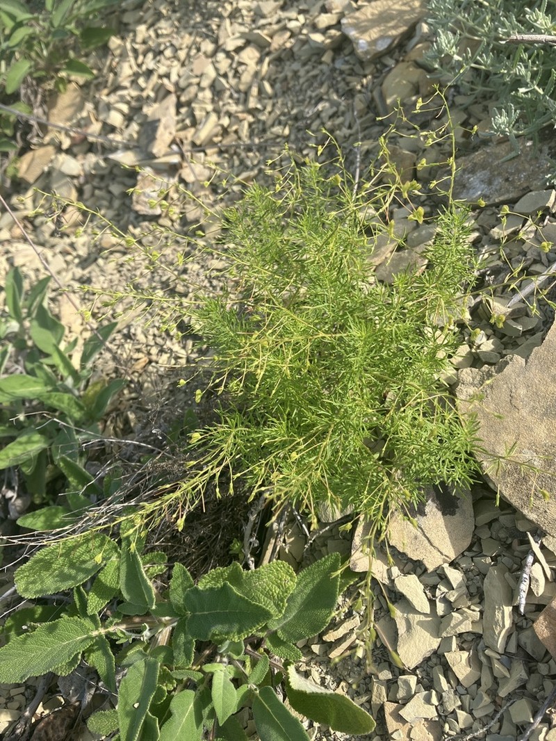 Veronica filifolia photo 3