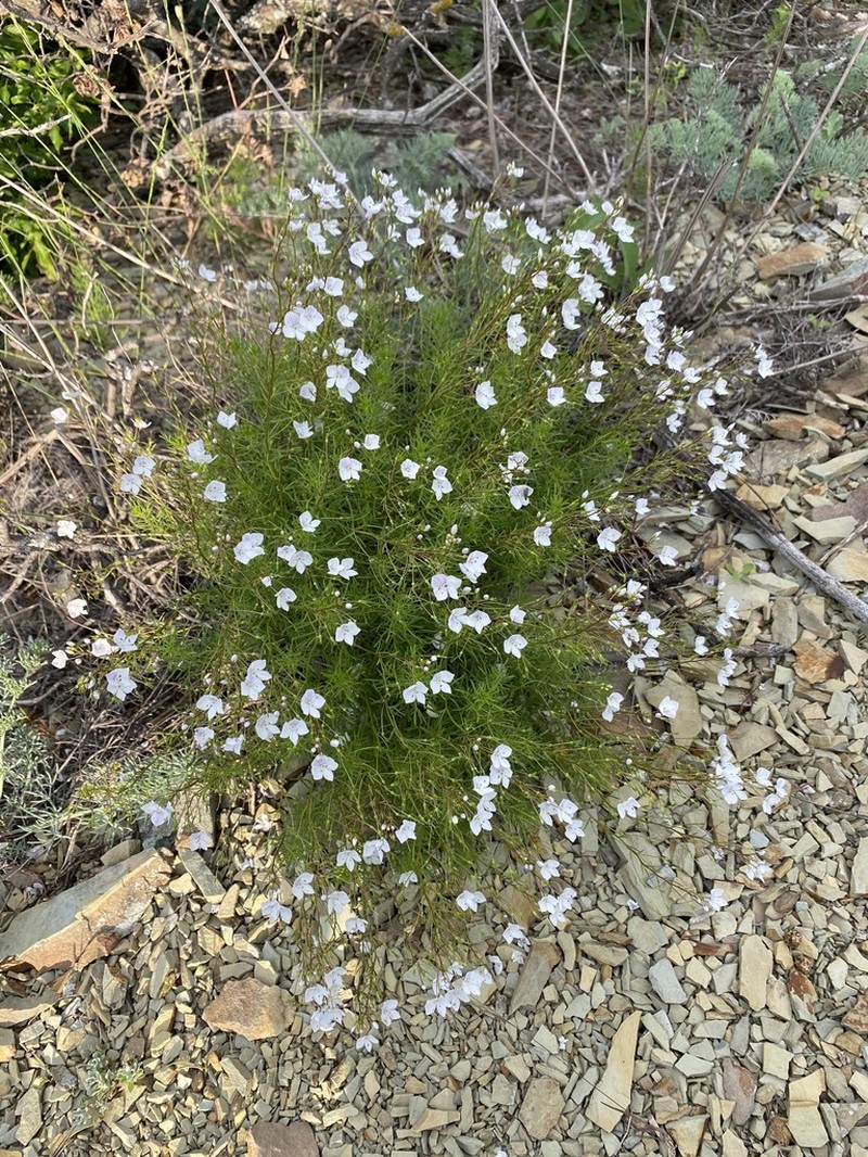 Veronica filifolia photo 4