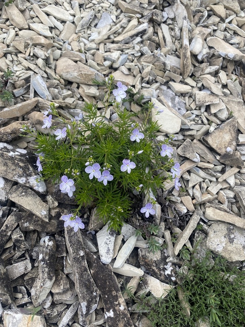 Veronica filifolia photo 5