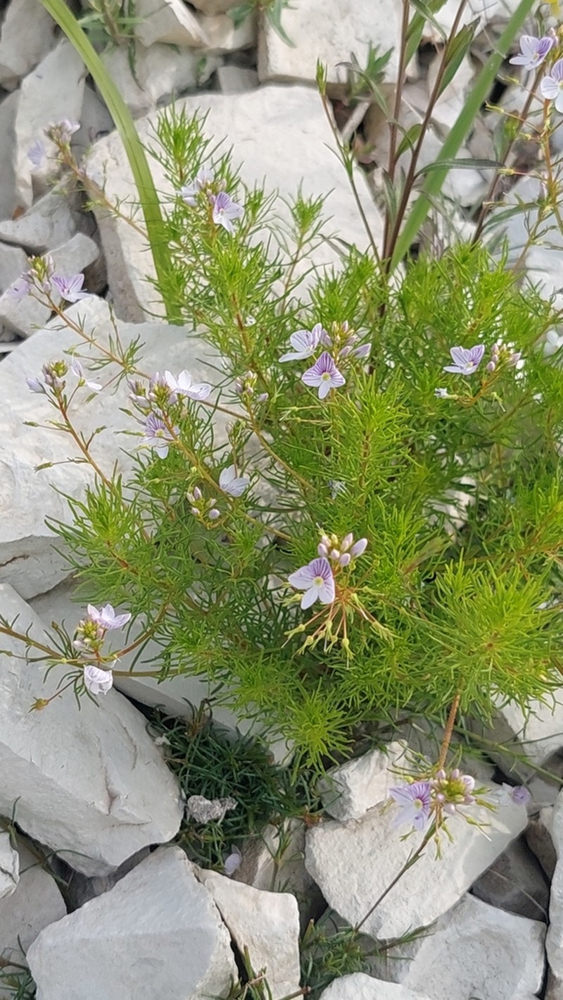 Veronica filifolia photo 6