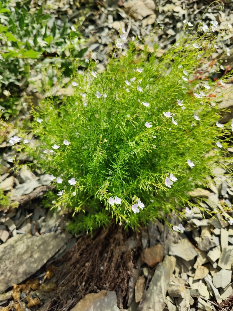 Veronica filifolia photo 7