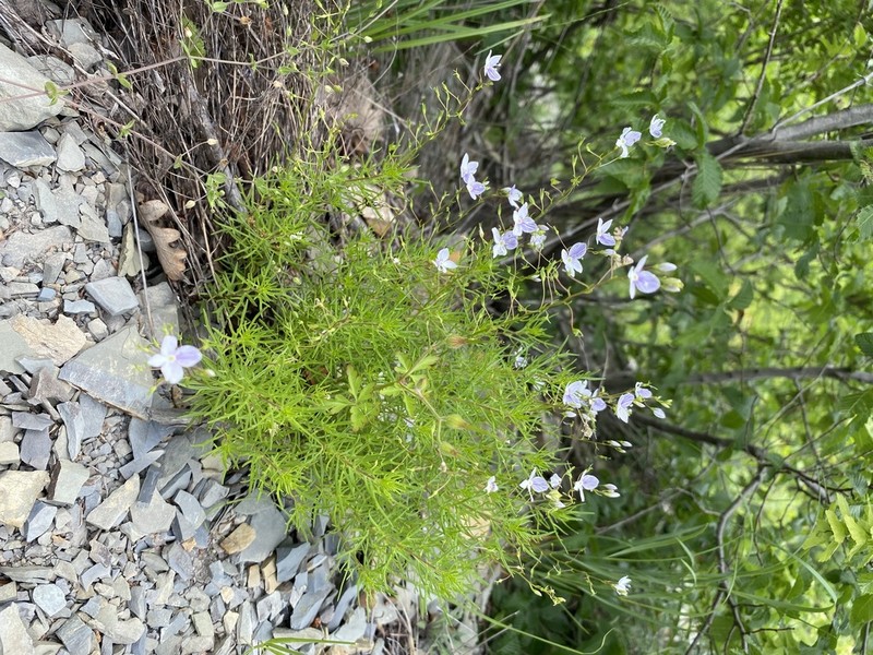 Veronica filifolia photo 8