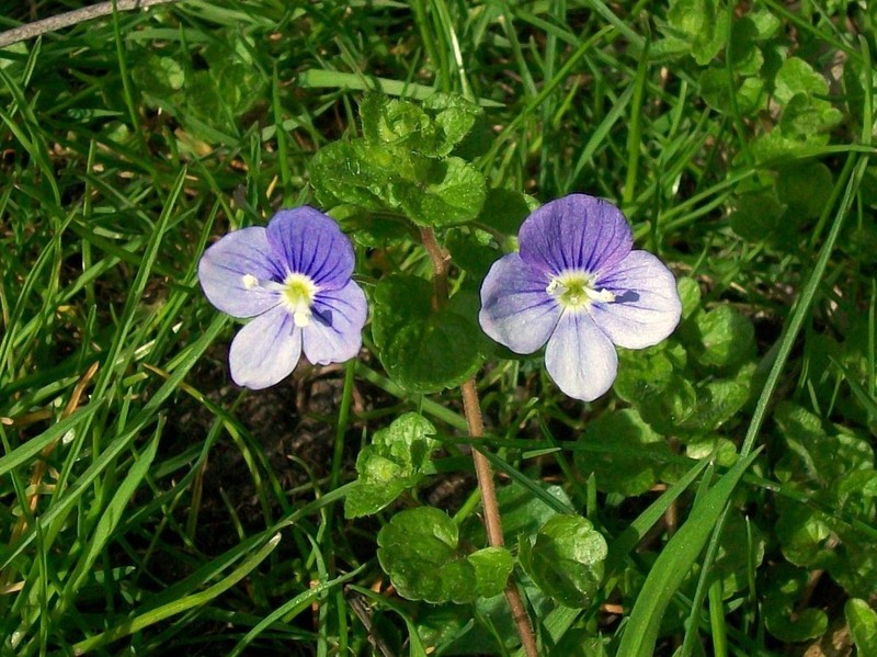 Threadstalk Speedwell