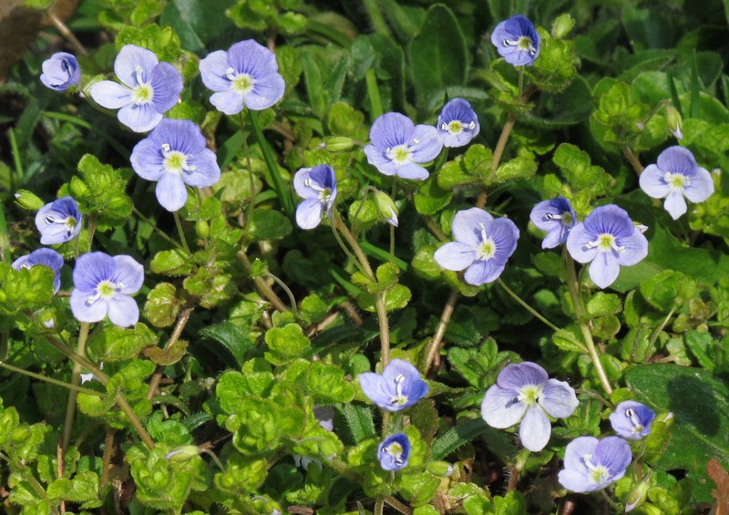 Threadstalk Speedwell photo 2