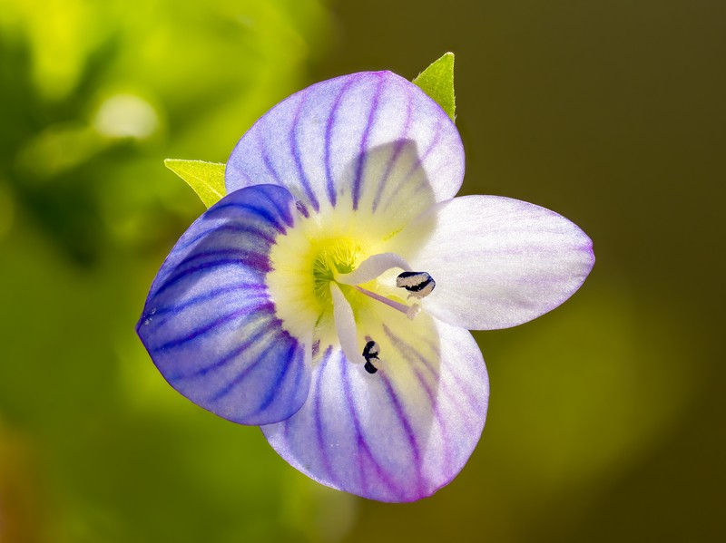 Threadstalk Speedwell photo 3