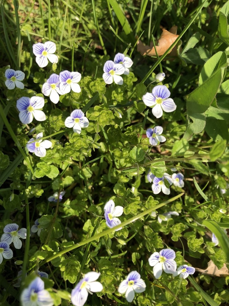 Threadstalk Speedwell photo 4