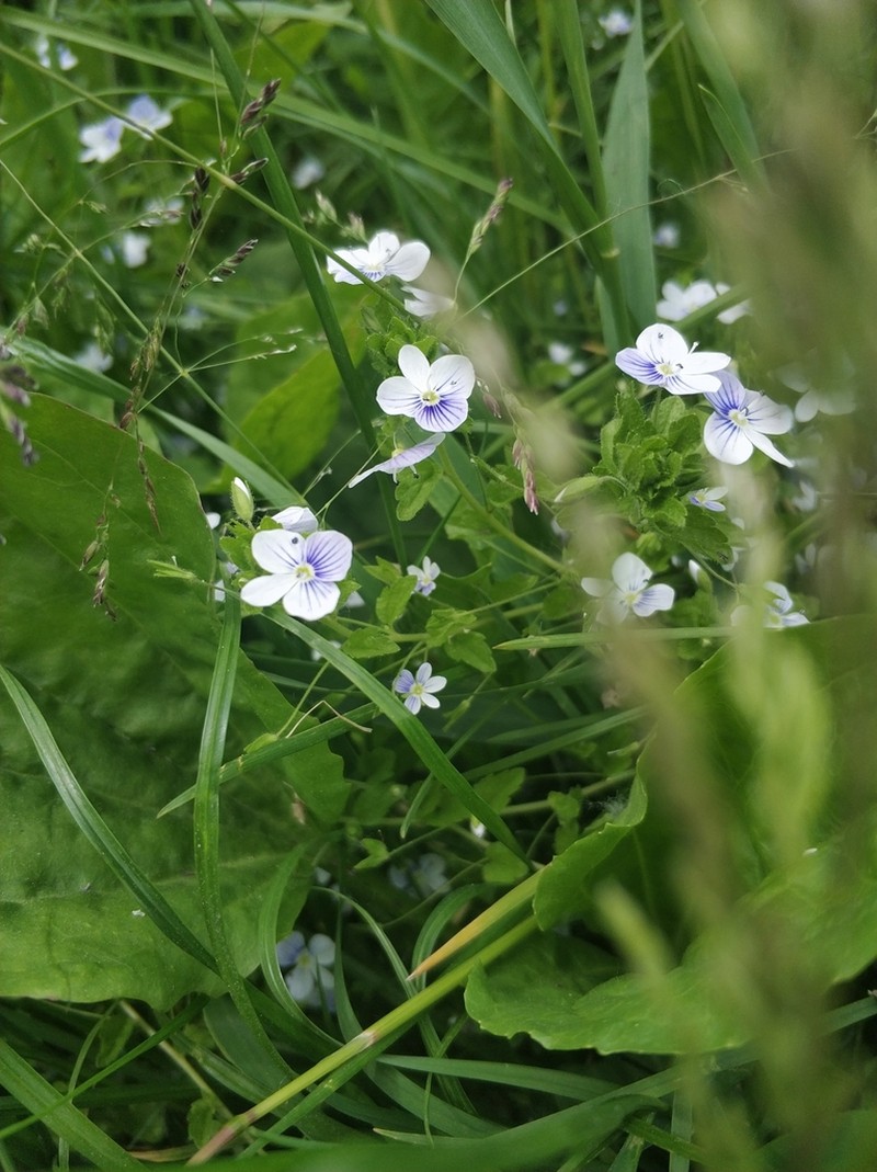 Threadstalk Speedwell photo 5