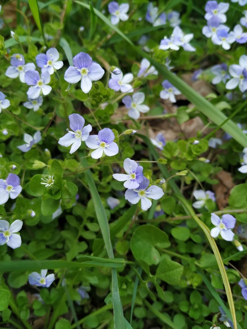 Threadstalk Speedwell photo 6