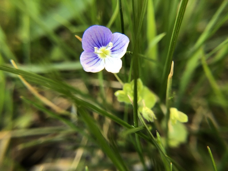 Threadstalk Speedwell photo 7
