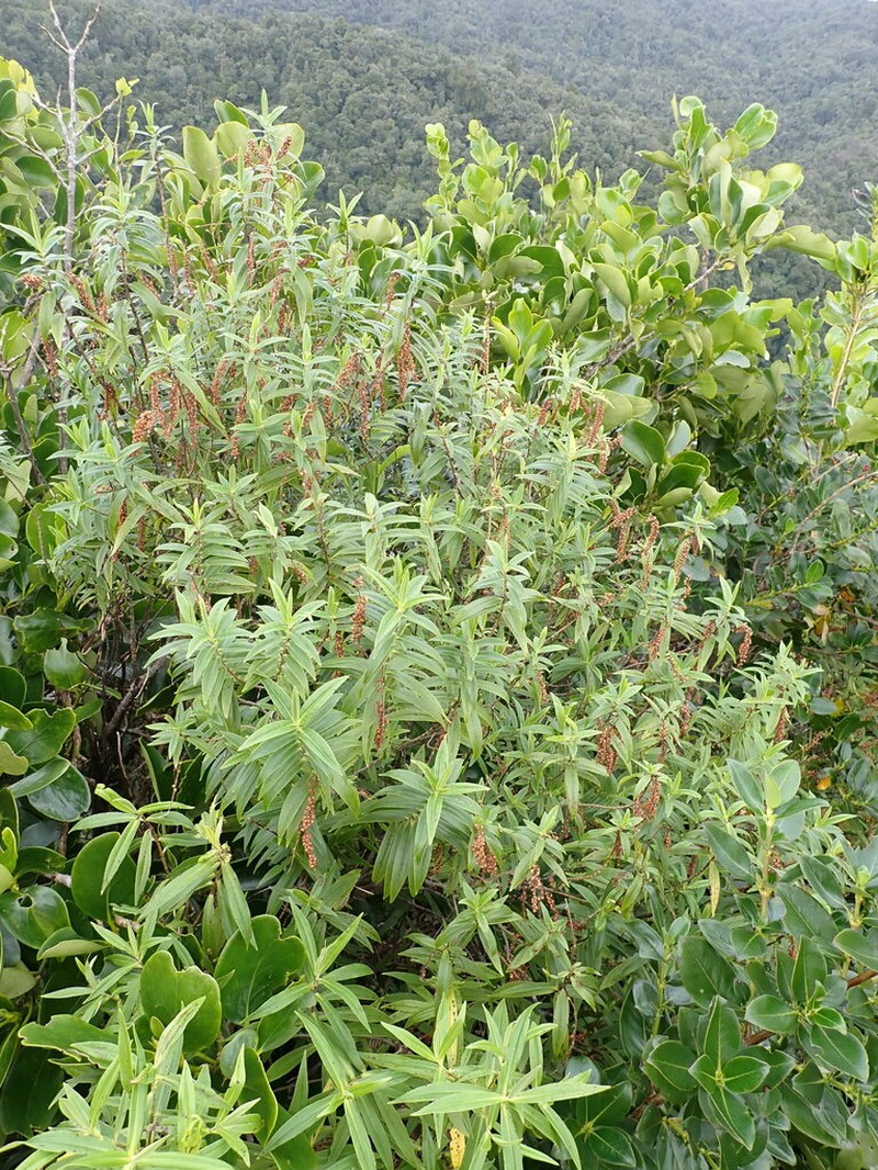 Veronica flavida photo 3