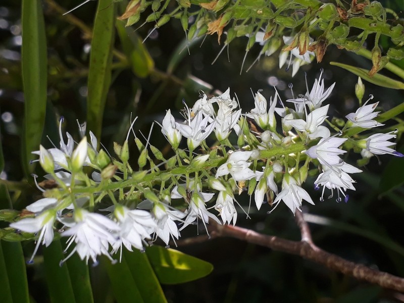 Veronica flavida photo 5