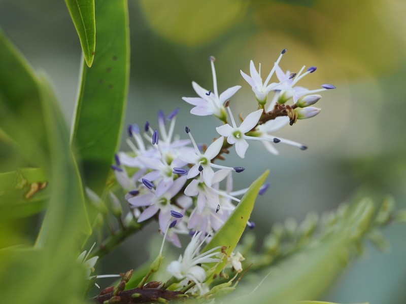 Veronica flavida photo 7