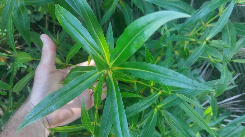Veronica flavida photo 8