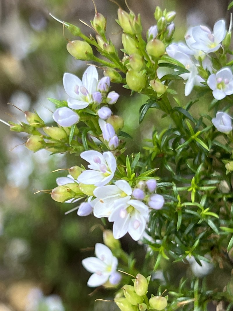 Veronica formosa photo 2
