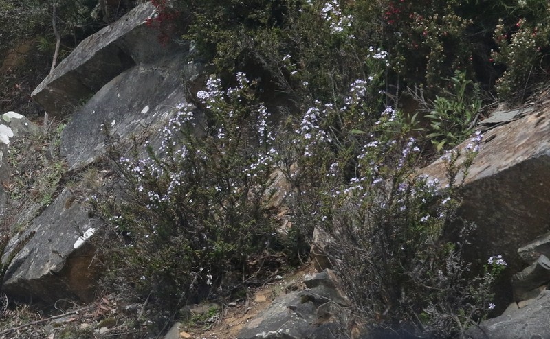 Veronica formosa photo 3