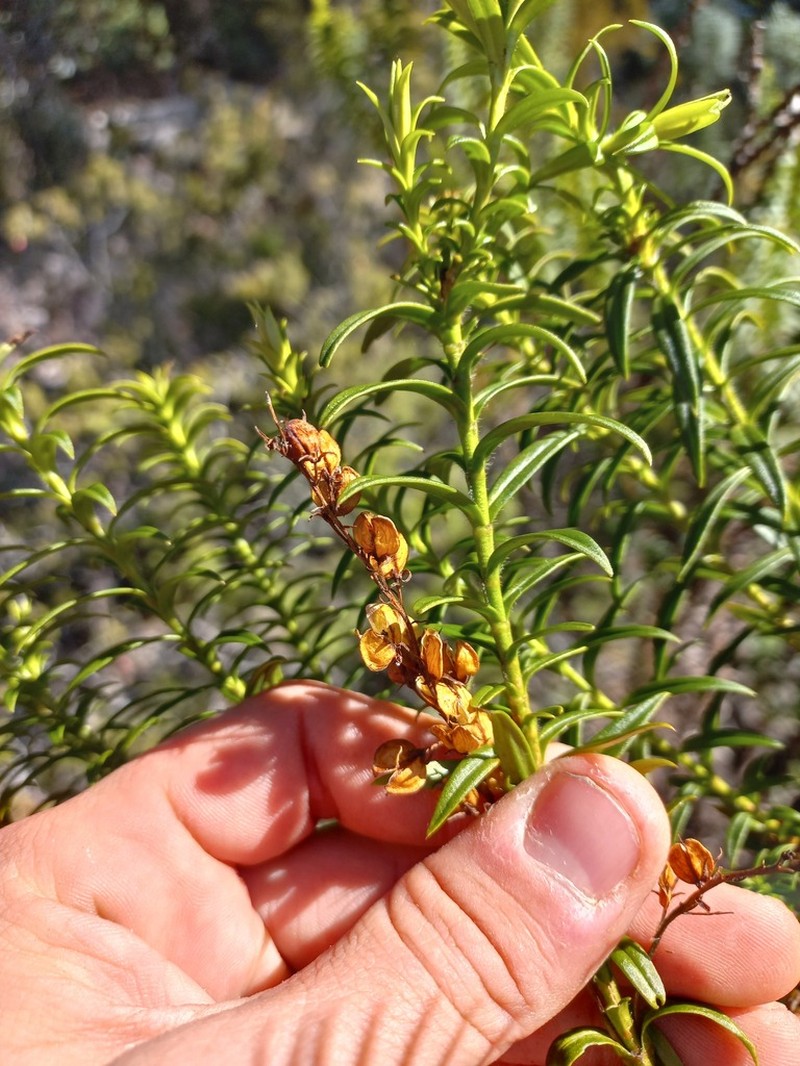 Veronica formosa photo 4