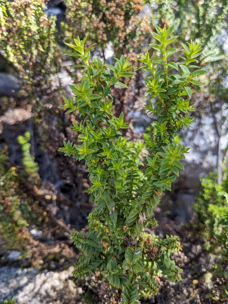 Veronica formosa photo 5