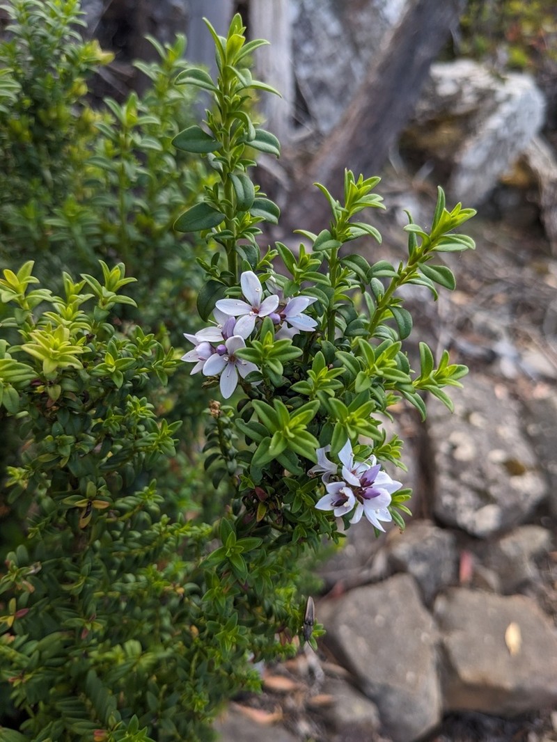 Veronica formosa photo 6