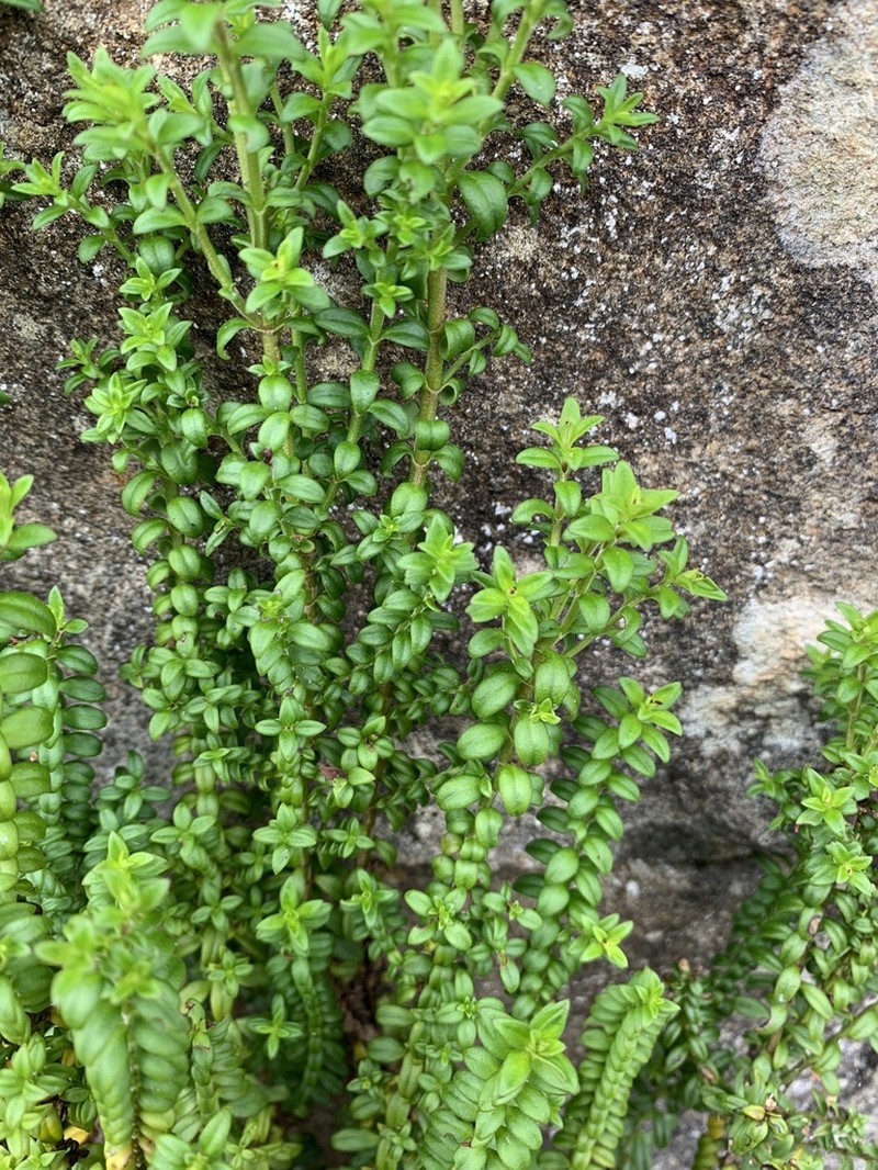 Veronica formosa photo 7